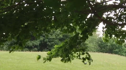 Green Maple Branch Swaying in the Wind Video stock 347154641