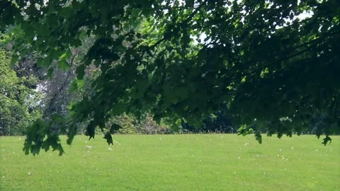 Green Maple Branch Swaying in the Wind Video stock 347154652