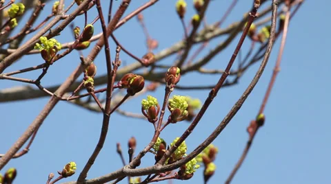 Green maple buds in spring close up Stock Footage 37546639
