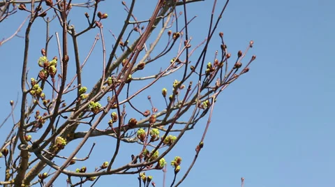 Green maple buds in spring close up Stock Footage 37546674