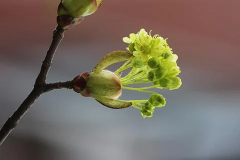 Green maple buds in spring close up Foto stock