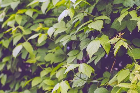 Green maple bush Stock-Fotos