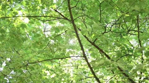 Green maple canopy and leaves gently moving in soft summer daylight Video stock 342268025