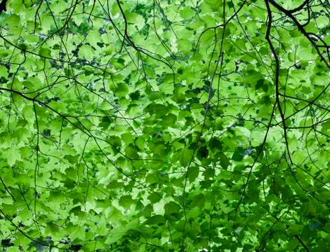 Green Maple Canopy Stock Photos
