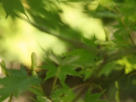 Green Maple Close Up Stock Footage 83430153
