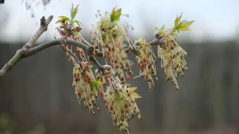 Green maple flowering bud 1 4k25 200 Mbit sec Stock Footage 152913549