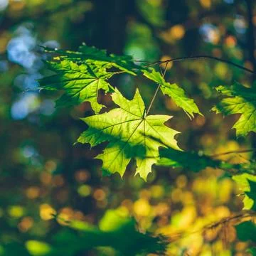 Green maple foliage Stock Photos
