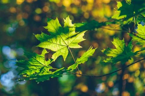 Green maple foliage Foto stock
