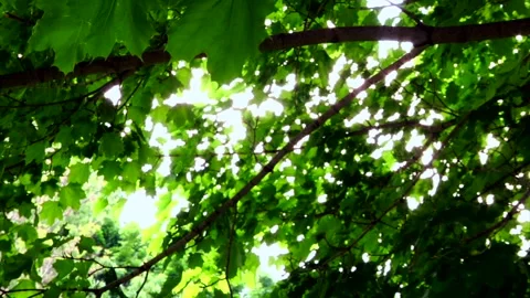 Green maple foliage sways in the wind. 動画素材 347154656