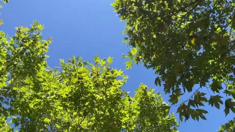 Green maple Stock Footage 147478131