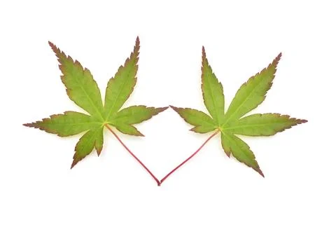 Green maple leaf Acer palmatum Katsura isolated on white background. Flat l.. Stock Photos