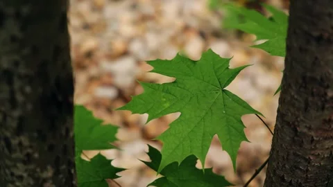 A green maple leaf among the tree trunks Stock Footage 337847466