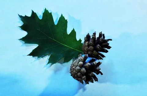 Green maple leaf and two pine cones. Stock Photos