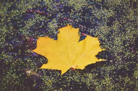 Green maple leaf in autumn on a background of water with splashes Stock Photos