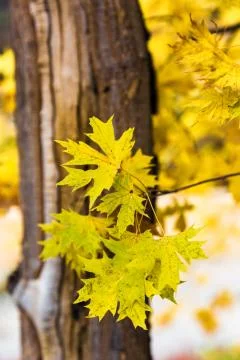 A green maple leaf in autumn red maple leaf Stock Photos