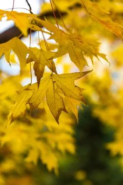A green maple leaf in autumn red maple leaf Stock Photos