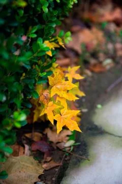 A green maple leaf in autumn red maple leaf Stock Photos