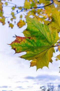 Green maple leaf in autumn, sky background Stock Photos