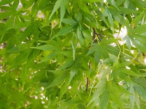 Green maple leaf background Stock Photos