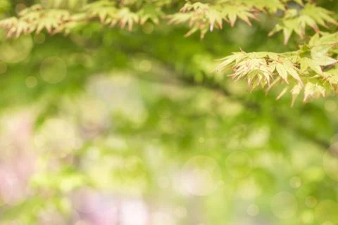 Green maple leaf for backgrounds or for text. Stock Photos