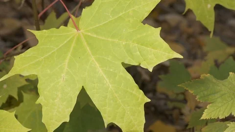 Green maple leaf blowing in the wind fall season 4k Stock Footage 97425817