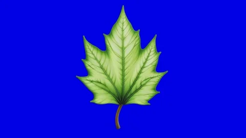 Green Maple Leaf on Blue Background Stock Footage 310793786