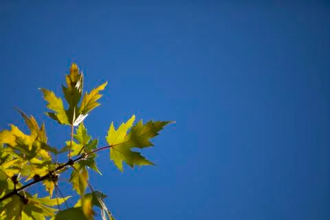 Green maple leaf with blue sky background Stock Photos