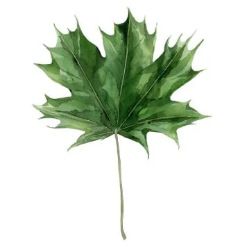 Green maple leaf. Botanical tree foliage. Watercolour illustration isolated on Stock Illustration