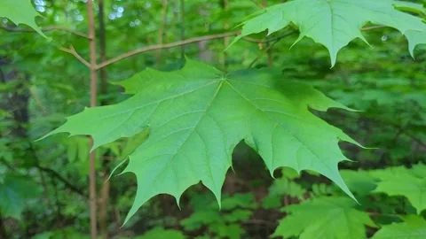 Green maple leaf on a branch close-up Stock Footage 275597010