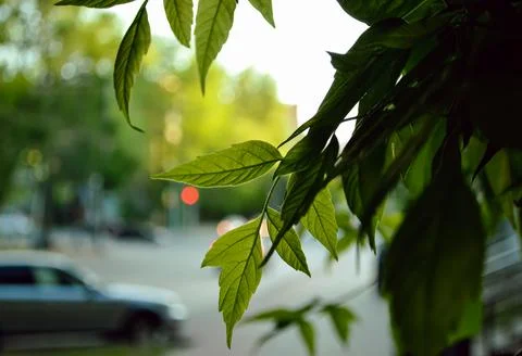 A green maple leaf on a branch close-up against the background Stock Photos