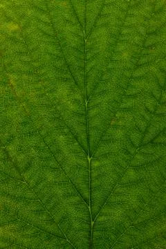 Green maple leaf close up. background for designer Stock Photos