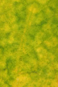 Green maple leaf close up. background for designer Stock Photos