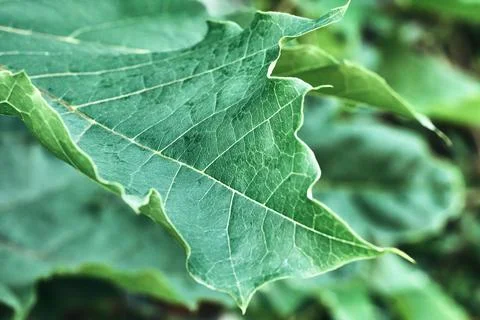 Green maple leaf close up. Macro photo Foto stock