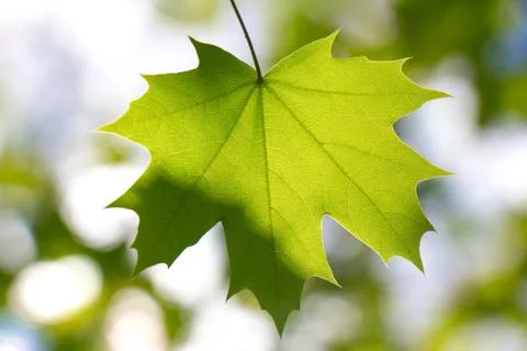Green maple leaf close up under the rays of the sun against the sky Stock Photos