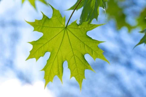 Green maple leaf close up under the rays of the sun against the sky Stock Photos