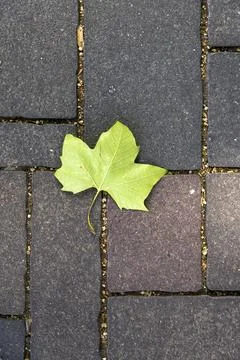 A green maple leaf fallen on the sidewalk Foto stock