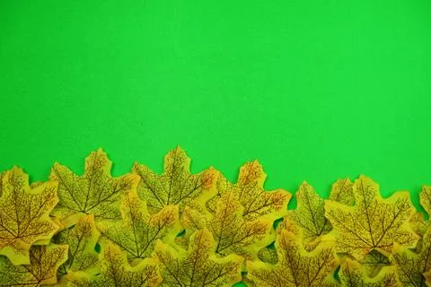 Green Maple Leaf on green background Stock Photos