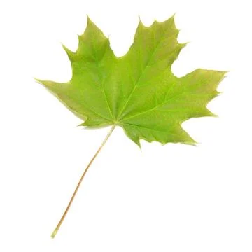 Green maple leaf Green maple leaf isolated on white background. Copyright:... Stock Photos