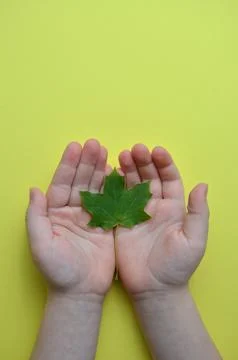 Green Maple leaf in the hands of a child. Stock Photos