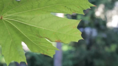 Green maple leaf hangs on a tree. Stock-Footage 54685338
