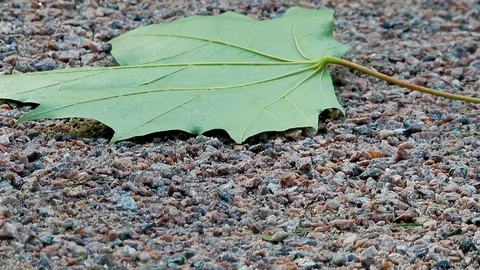 Green maple leaf has fall down on gravel road. Windy weather at the autumn day. Stock Footage 116097872