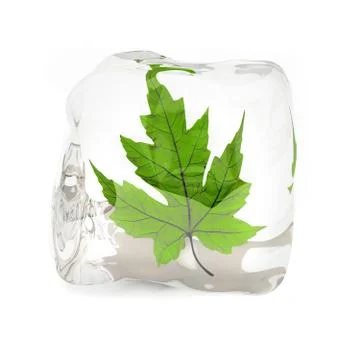 Green maple leaf in the ice cube 스톡 일러스트