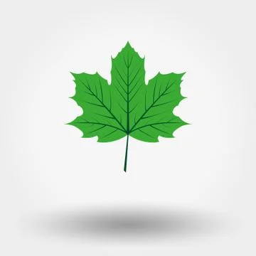 Green maple leaf . Stock Illustration