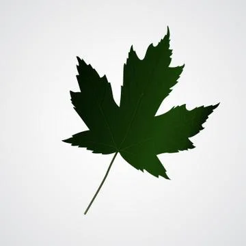 Green Maple leaf Stock Illustration