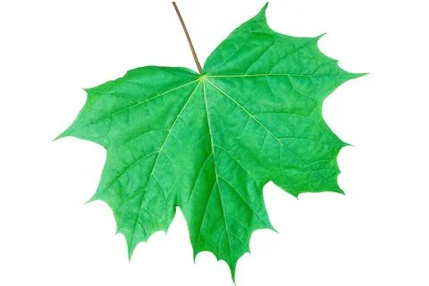 Green maple leaf isolate on white background Stock Photos