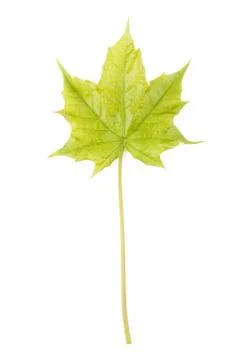 Green maple leaf isolated on white Stock Photos