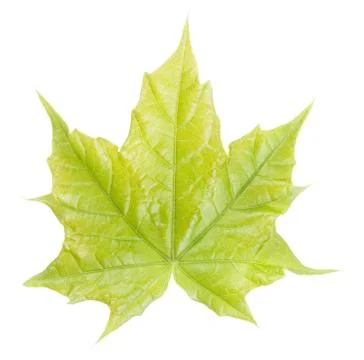 Green maple leaf isolated on white Stock Photos