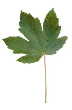 Green maple leaf isolated on white background. Stock Photos