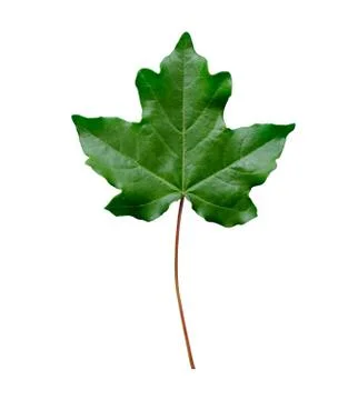 Green maple leaf isolated on white background close-up Stock Photos