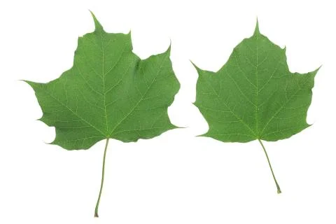 Green maple leaf isolated on white background Stock Photos